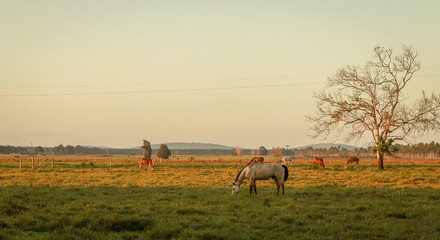 Fototapeta na wymiar horse on field at sunset