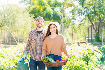 Couple Harvesting Fresh Vegetables Together In Farm