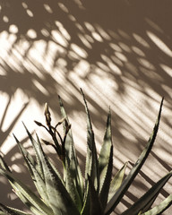 Palm leaf beautiful shadows on the wall. Creative, minimal, styled concept for bloggers.