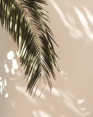Palmblatt schöne Schatten an der Wand. Kreatives, minimales, gestyltes Konzept für Blogger.