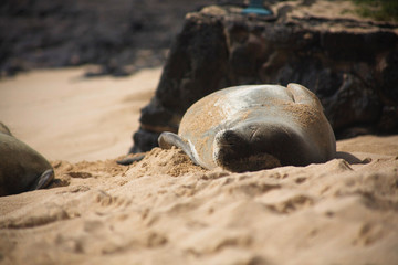 monk seal