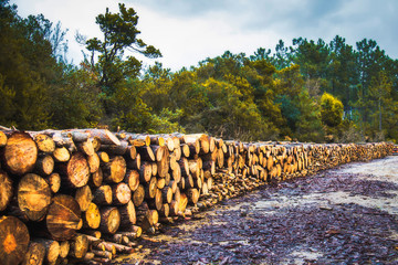 Stacked logs arranged in a row in jungle