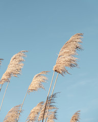 Schilf Blatt neutral auf blauem Himmelshintergrund. Kreatives, minimales, gestyltes Konzept für Blogger. © Pixasquare