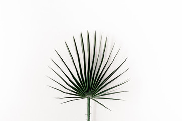 Palm leaf styled on white background