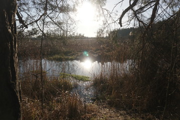 view of forest river in winter
