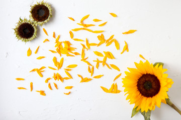 Yellow sunflower on a white background. Yellow Sunflower Bouquet, Autumn Concept, Top View, Space...