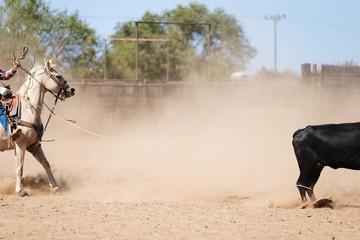 Western rodeo roping concept with heeler and calf in outdoor arena, copy space in dust.
