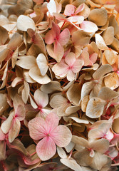 Pink hydrangea flowers for background