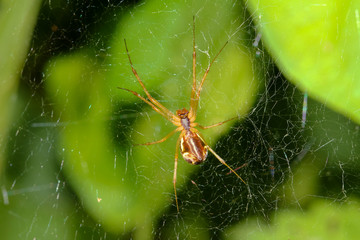 Unterseite einer Radnetzspinne