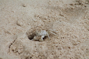 Crabe blanc sur la plage