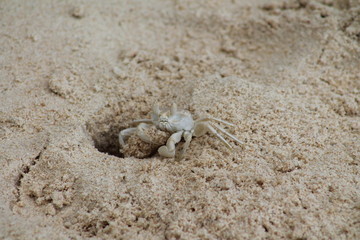 Crabe blanc sur la plage