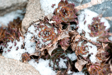 Houseleek under the snow blanket near the stones.