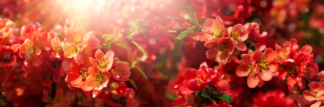 Banner 3:1. Close-up red flowers of Chaenomeles japonica shrub (Japanese quince or Maule's quince). Spring background. Copy space. Soft focus