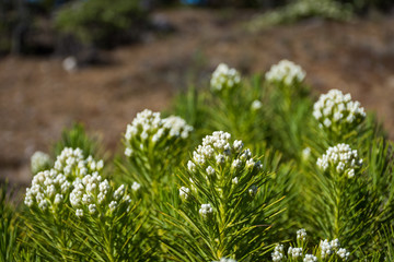 A close up of Anaphalis javanica or known as Java Edelweiss flower that only can live on high altitude mountain. Mount Argapura is an inactive volcano complex in East Java, Indonesia.
