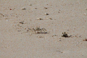 Crabe blanc sur la plage