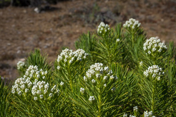 A close up of Anaphalis javanica or known as Java Edelweiss flower that only can live on high altitude mountain. Mount Argapura is an inactive volcano complex in East Java, Indonesia.