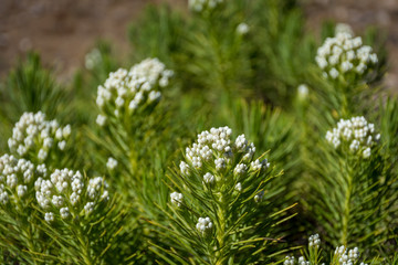 A close up of Anaphalis javanica or known as Java Edelweiss flower that only can live on high altitude mountain. Mount Argapura is an inactive volcano complex in East Java, Indonesia.