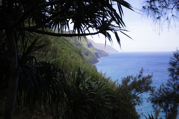 palm trees at over the cliff