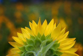 Beautiful yellow sunflower in full bloom. 
