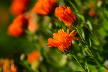 Colorful fresh flowers in dew drops. Close up macro.