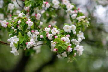 Beautiful cherry blossoms in spring, after rain with drops on the leaves, in the central park, a branch closeup