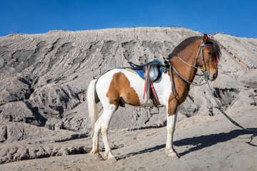 A horse on Mount Bromo. Mount Bromo is an active volcano and one of the most visited tourist attractions in East Java, Indonesia.