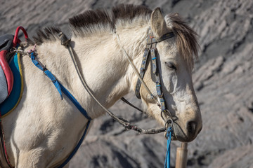 A white horse on Mount Bromo. Mount Bromo is an active volcano and one of the most visited tourist attractions in East Java, Indonesia.