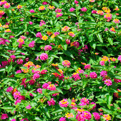 Beautiful floral background in the city garden.