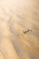 green plant breaking through sand