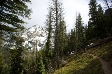 forest in the mountains