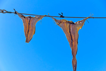 Fish hangs on a line to dry - Scandinavian tradition