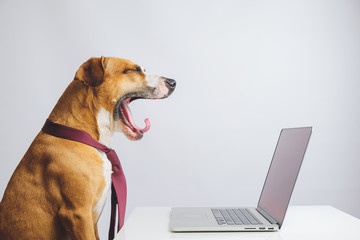 Yawning dog in a tie in front of a computer. Business or office concept of being sleepy at work,...