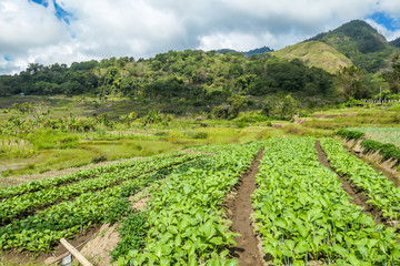 Fototapeta na wymiar Kelimutu - Vegetables growing under the volcano