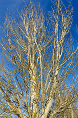 Álamo blanco en invierno. Populus alba.