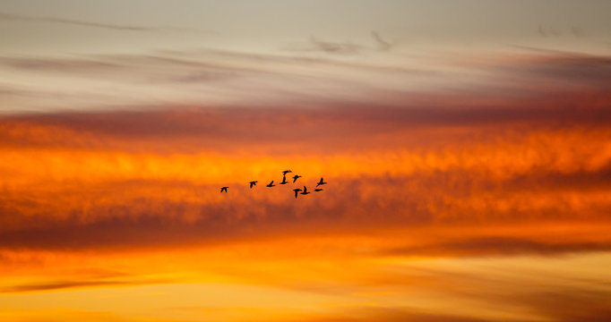 Patos volando al atardecer con el fondo anaranjado. Anátidas en vuelo al atardecer..