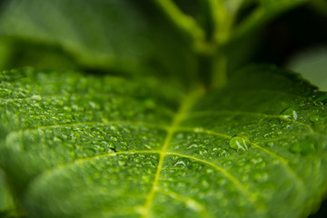 Colorful fresh leaves in dew drops. Close up macro.
