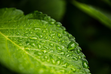 Colorful fresh leaves in dew drops. Close up macro.