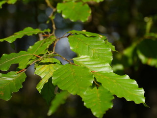 in der Sonne scheinende Frühlingsblätter einer Buche in Oberbayern