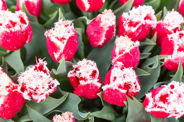 Beautiful red and white tulips. Spring nature background