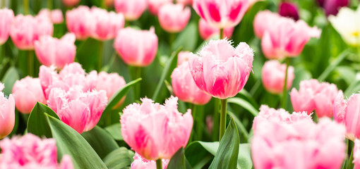 Flower bed of pink beautiful tulips. Blooming flowers in Keukenhof park in Netherlands, Europe