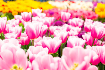 Flower bed of pink beautiful tulips. Blooming flowers in Keukenhof park in Netherlands, Europe