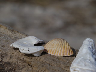 Muscheln aufgereiht
