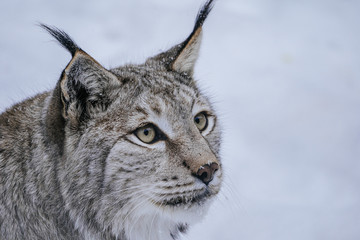 Fototapeta premium Luchs
