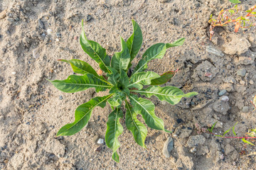 Young plant of Evening primrose, Oenothera, blooming with yellow flowers in a nutrient-poor sandy river dune in the Millingerwaard nature reserve along the Dutch river Waal