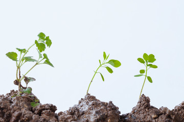 young plant in a pot