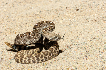  Western Diamondback Rattlesnake