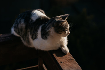 Cat sitting on fence under winter sunlight and curiously looking at something.