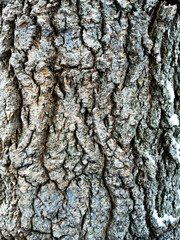 bark of a tree