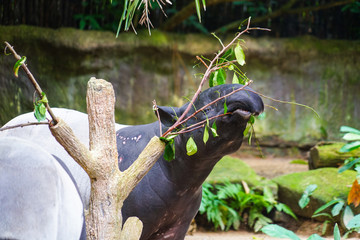 草を食べる野生のバクのイメージ