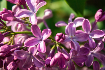 lilac flowers close up. blooming lilac branch on a clear sunny day